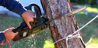 Best Lawn Pest Prevention  in Waverly, NY