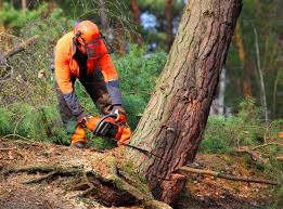 Best Fruit Tree Pruning  in Waverly, NY