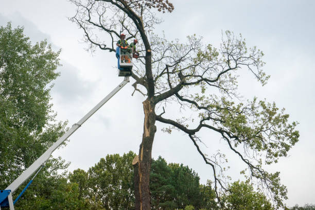 Tree and Shrub Care in Waverly, NY