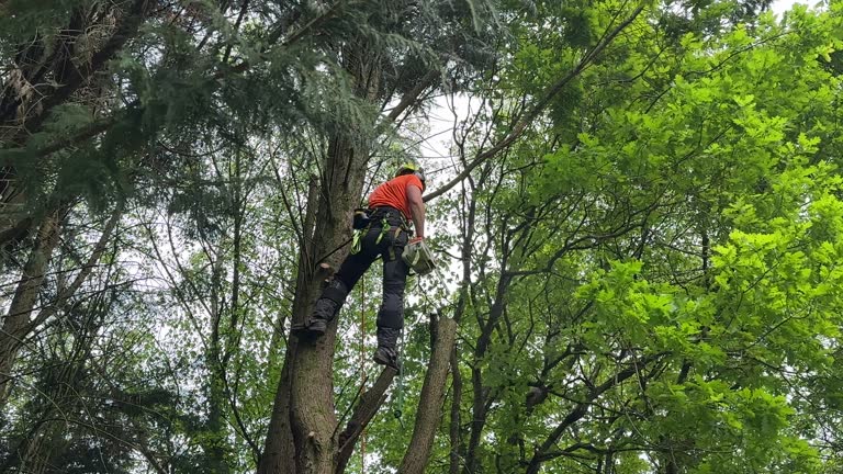 Best Tree Preservation Services  in Waverly, NY