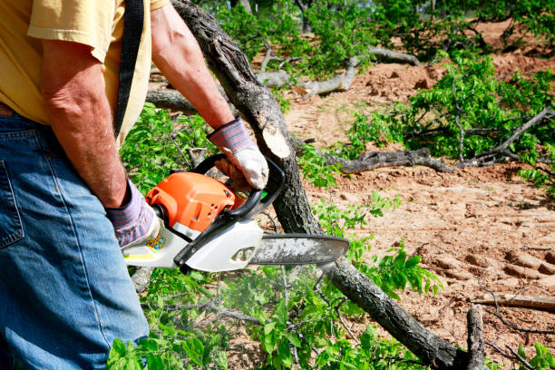 Best Lawn Drainage Solutions  in Waverly, NY